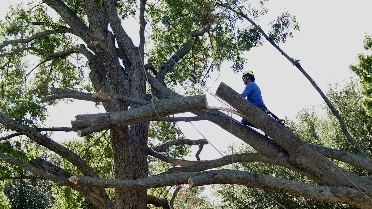 Professional Hazardous Tree Removal performed by certified arborists in Tokio